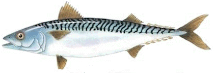 mackerel-large